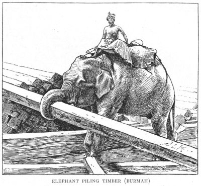 Elephant Piling Timber