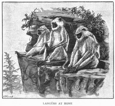 Langurs at Home