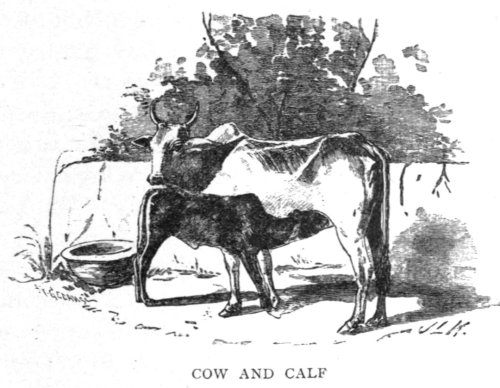 Cow and Calf