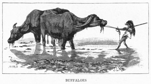 Buffaloes
