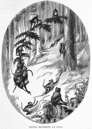 Young Monkeys at Play